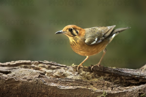 Orange-headed Thrush (Geokichla citrina), Bidoup National Park, Vietnam