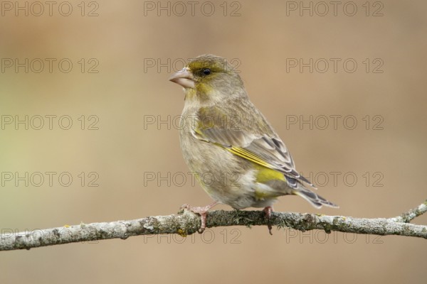 European Greenfinch (Chloris chloris), female perched, Castile and Leon, Spain