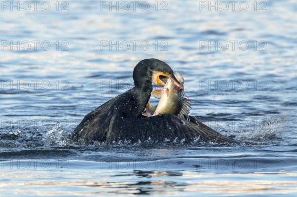 Kormoran mit erbeutetem Flußbarsch