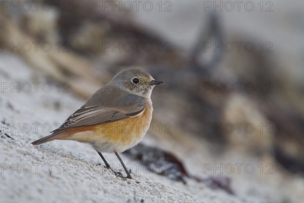 Common Redstart - Gartenrotschwanz - Phoenicurus phoenicurus ssp. phoenicurus, Germany, male