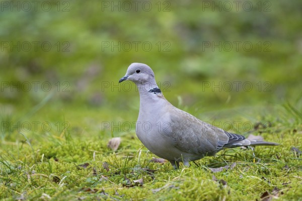 Eurasian Collared Dove (Streptopelia decaocto) perched on field, Bavaria, Germany