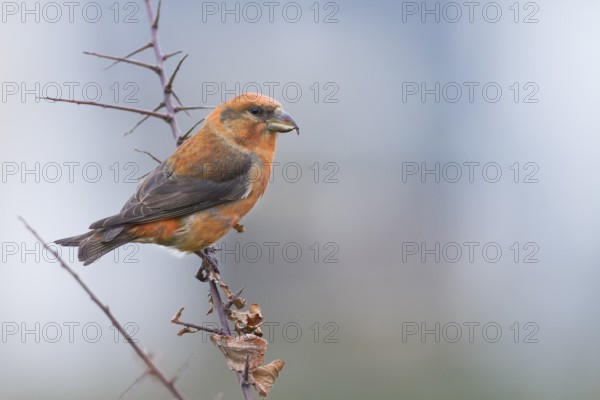 Common Crossbill - Fichtenkreuzschnabel - Loxia curvirostra ssp. curvirostra, Germany, adult male, Type C 'Glip Crossbill'
