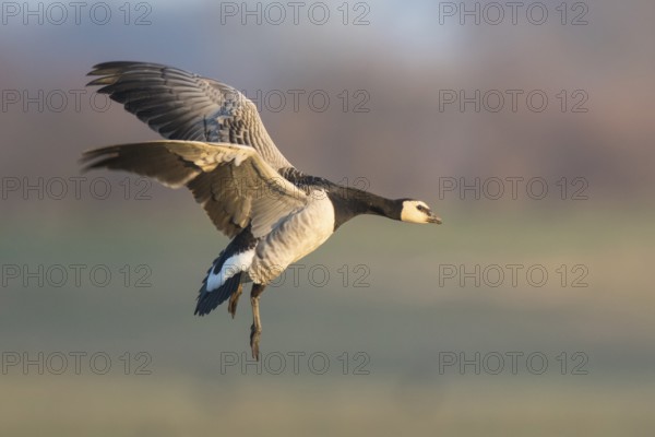 Barnacle Goose (Branta leucopsis) landing, North Rhine-Westphalia, Germany