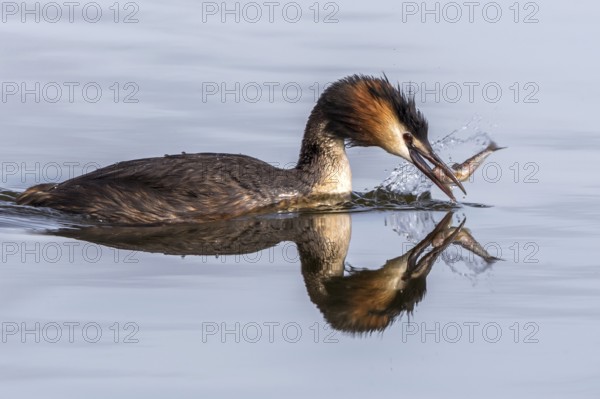Great Crested Grebe (Podiceps cristatus) eating fish, Mecklenburg-Western Pomerania, Germany