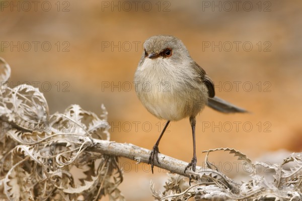 Blue-breasted Fairywren (Malurus pulcherrimus) female, Western Australia, Australia