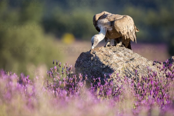 Griffon Vulture (Gyps fulvus) in field, Madrid, Spain