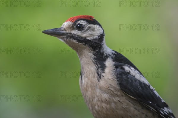 Great Spotted Woodpecker (Dendrocopos major) juvenile, Lower Saxony, Germany