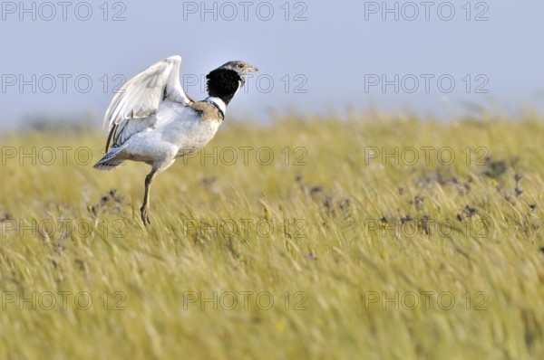 Little Bustard (Tetrax tetrax), Extremadura, Spain
