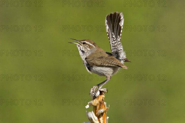 Bewick's Wren Thryomanes bewickii Texas, United States May Adult Troglodytidae