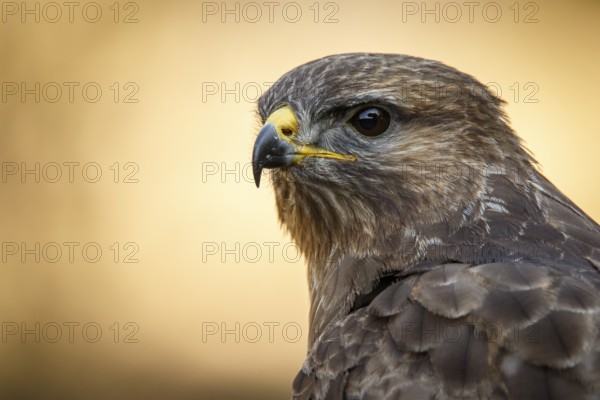 Common Buzzard (Buteo buteo), portrait, Castile and Leon, Spain