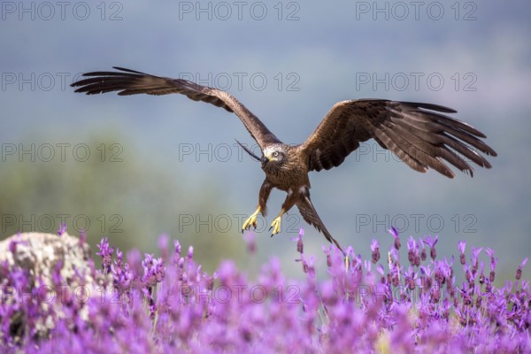 Black Kite (Milvus migrans) landing, Madrid, Spain