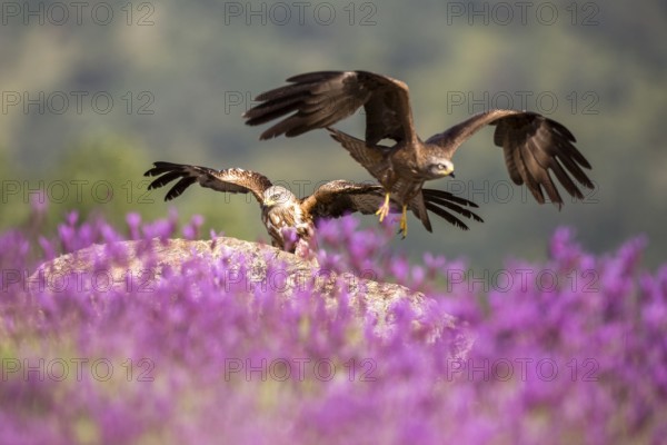 Red Kite & Black Kite (Milvus milvus & Milvus migrans), Madrid, Spain