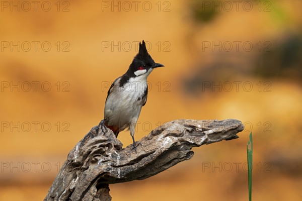Red-whiskered Bulbul (Pycnonotus jocosus hainanensis), Yunnan, China