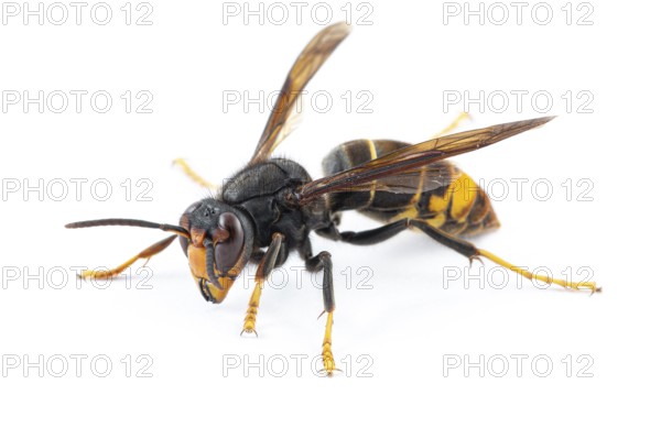 Asian Hornet (Vespa velutina), on white, Allariz, Galicia, Spain