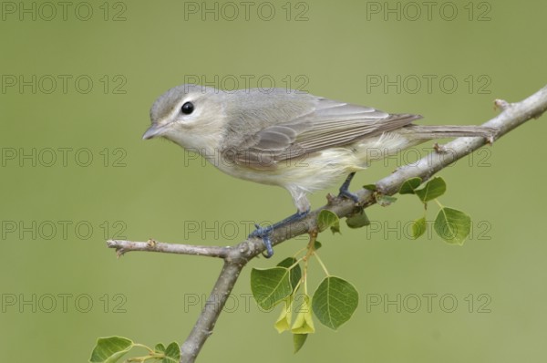 Warbling Vireo (Vireo gilvus), Texas, USA