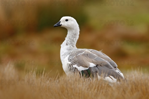 White bird with long neck. White goose in the grass. White bird in the green grass. Goose in the grass. Wild white Upland goose, Chloephaga picta, in the nature habitat, Argentina
