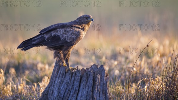 Lesser Spotted Eagle (Clanga pomarina), Mecklenburg-Western Pomerania, Germany