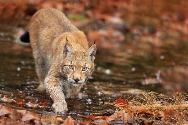 Lynx walking in the orange leaves with water. Wild animal hidden in nature habitat, Germany. Wildlife scene from forest, Germany. Lynx in autumn vegetation in the wood. Beautiful wid cat, face portrait