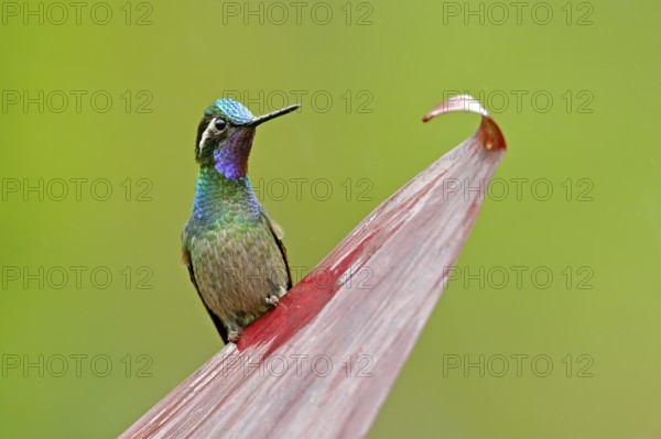 Purple-throated Mountain-gem, Lampornis calolaemus, hummingbird from Costa Rica. Violet throat small bird from mountain cloud forest in Costa Rica. Wildlife in tropic nature