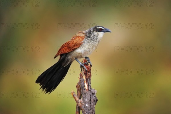 White-browed coucal or lark-heeled cuckoo, Centropus superciliosus, species of bird in family Cuculidae, sitting in branch in wild nature. Big bird coucal in habitat, Okavango delta, Botswana in Africa