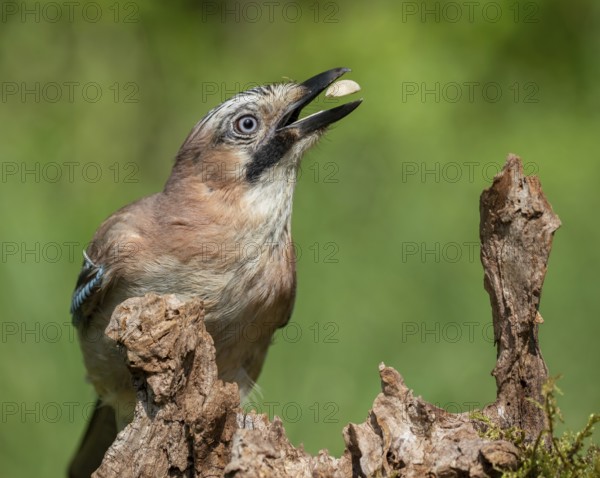 Eurasian Jay (Garrulus glandarius), Lower Saxony, Germany