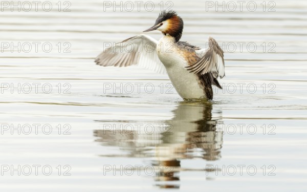Haubentaucher (Podiceps cristatus)