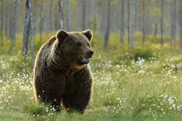Brown bear walking in forest, morning light. Dangerous animal in nature taiga and meadow habitat. Wildlife scene from Finland near Russian border. Cotton grass bloom around the lake, summer