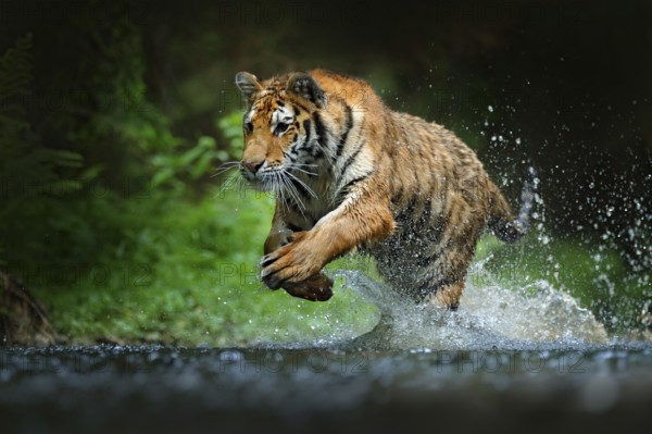 Tiger running in the water. Danger animal, tajga in Russia. Animal in the forest stream. Grey Stone, river droplet. Tiger with splash river water. Action wildlife scene with wild cat, nature habitat