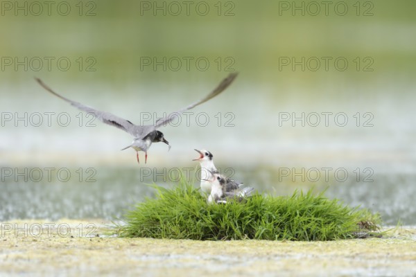 Black Tern (Chlidonias niger) juvenile, Netherlands