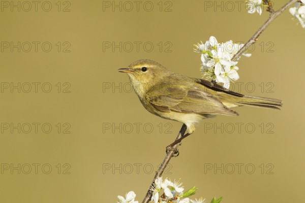 Common Chiffchaff (Phylloscopus collybita), Liechtenstein