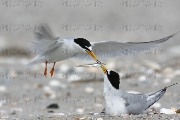 Little Tern (Sternula albifrons) mating, Lower Saxony, Germany