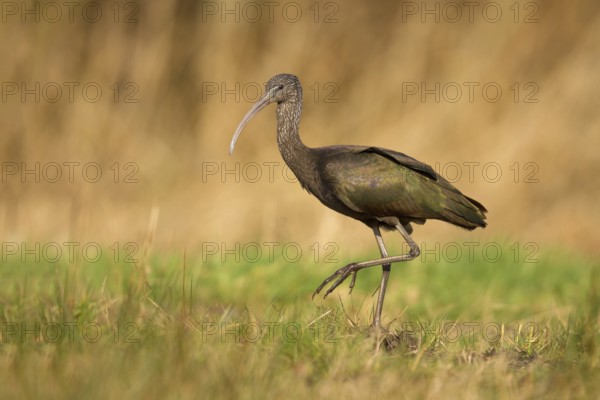 Glossy Ibis (Plegadis falcinellus), Drachten, Netherlands