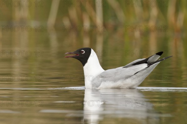 Andean Gull (Larus serranus) in a lake in Bolivia, South America