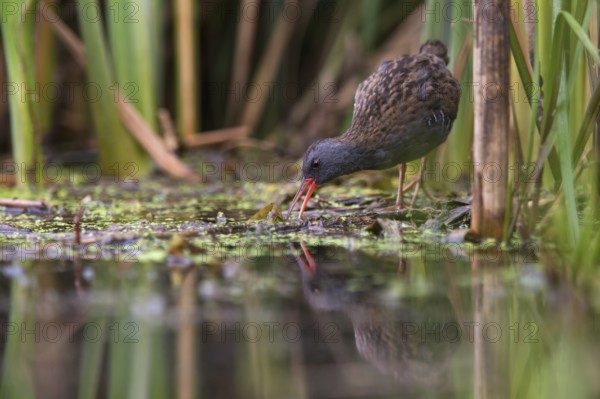 Water Rail (Rallus aquaticus) foraging, Saxony, Germany