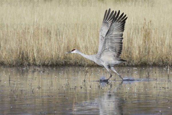 Sandhill Crane (Antigone canadensis), New Mexico, USA
