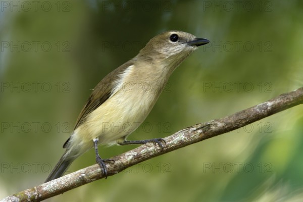 Grey Whistler (Pachycephala simplex), Northern Territory, Australia