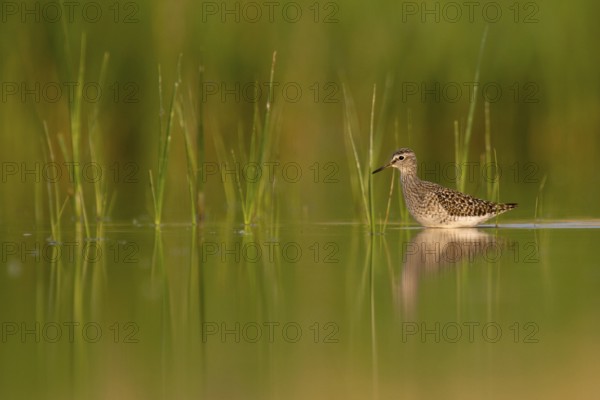Wood Sandpiper (Tringa glareola) foraging, Lake Neusiedl, Austria