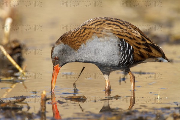 Water Rail (Rallus aquaticus) foraging, Castile-La Mancha, Spain