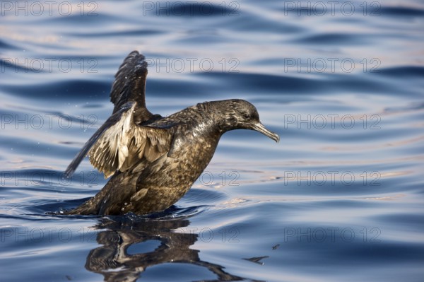 Sooty Shearwater (Ardenna grisea), Eilat, Israel