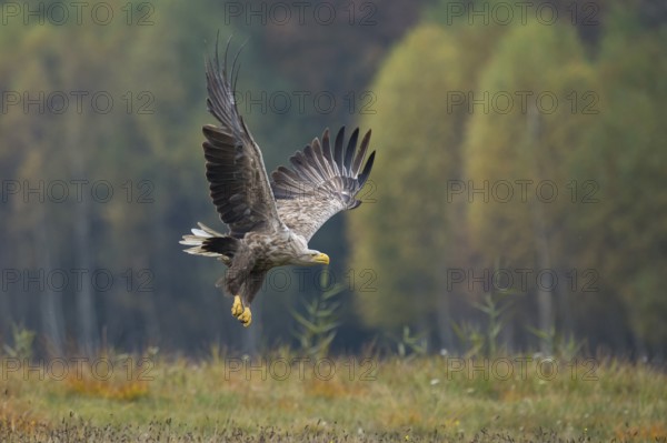White-tailed Eagle (Haliaeetus albicilla) flying, Kutno, Poland