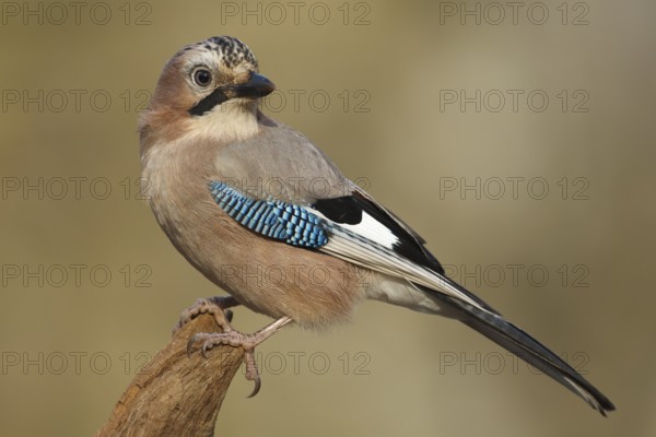 Eurasian Jay (Garrulus glandarius), Rhineland-Palatinate, Germany