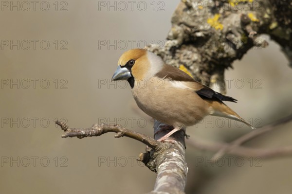 Hawfinch (Coccothraustes coccothraustes) male perched on a branch, Smaland, Schweden