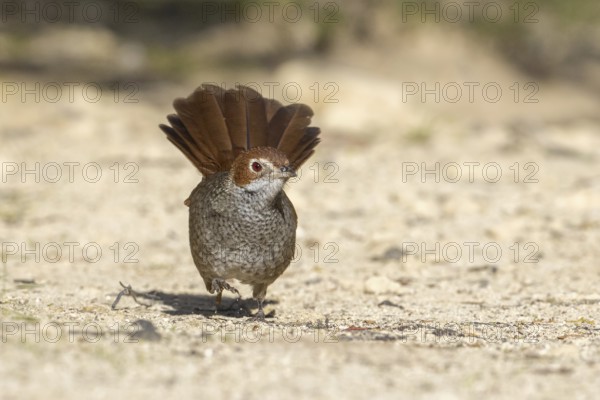 Rufous Bristlebird (Dasyornis broadbenti) perched on the ground, Victoria, Australia