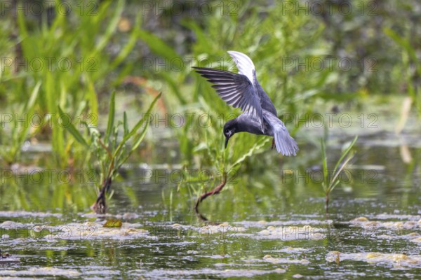 Black Tern (Chlidonias niger) flying, Netherlands