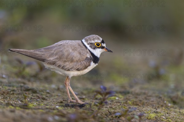 Little Ringed Plover (Charadrius dubius), North Rhine-Westphalia, Germany