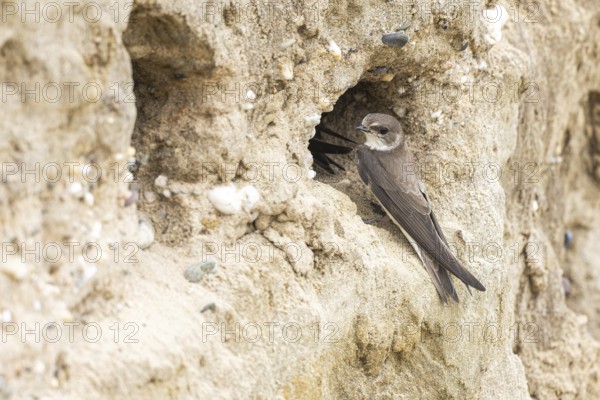 Sand Martin (Riparia riparia) at nesting wall, North Rhine-Westphalia, Germany
