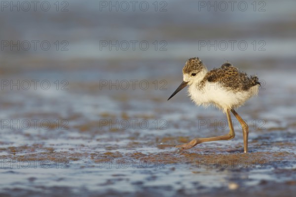 Black-winged Stilt (Himantopus himantopus) juvenile foraging, Spain