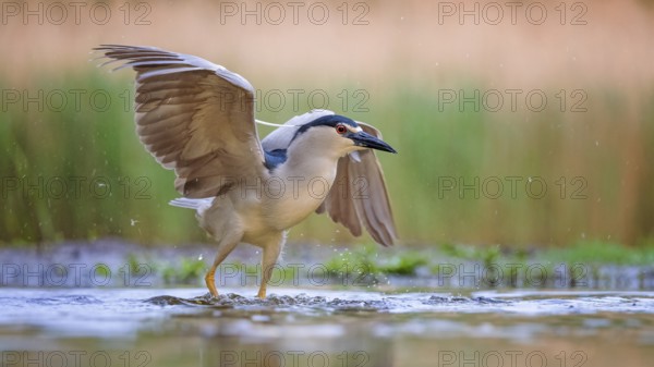 Black-crowned Night Heron (Nycticorax nycticorax) foraging, Kiskunsag National Park, Hungary
