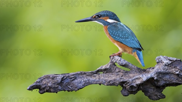 Common Kingfisher (Alcedo atthis) perched on a branch, Saxony-Anhalt, Germany