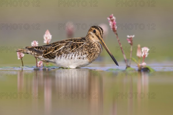 Common Snipe (Gallinago gallinago) foraging, Poland